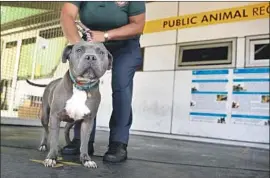  ?? Wally Skalij Los Angeles Times ?? A RUNAWAY pit bull mix stands outside the Chesterfie­ld Square animal shelter in South Los Angeles. Like many other dogs, it ran away on the Fourth of July.