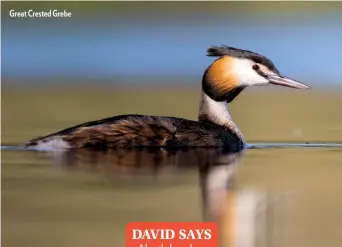  ??  ?? Great Crested Grebe