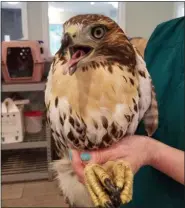  ?? PHOTO COURTESY OF LOWER POTTSGROVE POLICE ?? Lower Pottsgrove Police and area residents helped rescue a red-tailed hawk last week. The bird is expected to make a full recovery.