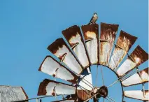  ?? Kathy Adams Clark / Contributo­r ?? Small falcons called American kestrels are arriving in the area for the winter.