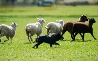  ?? TI-PRESS ?? Il cane addestrato a proteggere le pecore dai predatori