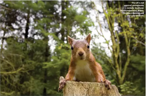  ??  ?? The UK’s red squirrel stronghold­s include Scotland, Northumber­land, Wales, Northern Ireland and the Lake District.