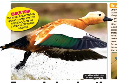  ?? ?? A ruddy shelduck takes off from Lake Poyang.