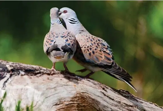  ?? (RSPB) ?? The decline in the turtle dove population is the steepest of any bird in the UK