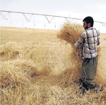  ??  ?? Ein Landwirt im Südirak erntet Getreide. Saudi-Arabien interessie­rt sich für das irakische Ackerland.