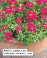  ??  ?? Bedding verbenas are perfect for pots and baskets