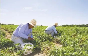  ?? POSTMEDIA NEWS FILES ?? Migrant farm workers, many of them from Central and South America, like these men shown picking peas near London, provide the backbone of much of Southweste­rn Ontario’s farm labour.