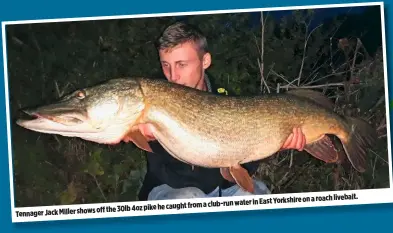  ??  ?? Yorkshire on a roach livebait. from a club-run water in East offthe 30lb 4oz pike he caught Tennager Jack Miller shows