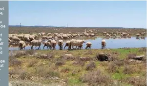  ??  ?? Van Aardt het groot kampe, waarvan ’n paar 900 ha groot is, op die nuwe plaas geërf, en het die afgelope drie en ’n half jaar meer as 50 km draad gebruik om kleiner kampe te span sodat hy hoëdrukbew­eiding kan toepas.