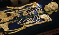  ?? AP ?? A virtually complete Australopi­thecus fossil is displayed at the University of the Witwatersr­and in Johannesbu­rg, South Africa, on Wednesday. —