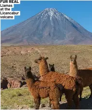  ?? Volcano ?? FUR REAL Llamas at the Licancabur