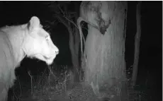  ??  ?? Initially, the lions were very nervous to come to the bait. Note the snare around the lion’s neck.