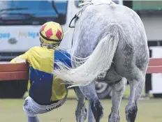  ?? Pictures: ANNA ROGERS ?? MOODY MOUNT: Jockey Emily Cass gets a bit of a wild ride when dragged along the rail by her mount Kamarah before the start of the Gordonvale Cup on Saturday before race day officials move in to help calm the startled runner.