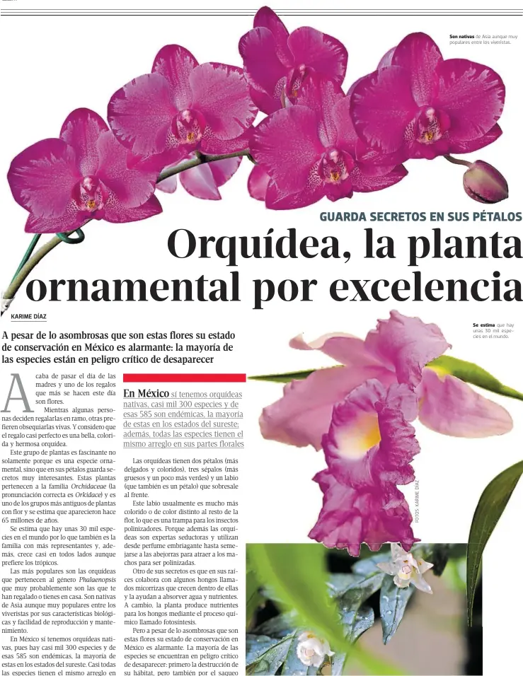 Orquídea, la planta ornamental por excelencia - PressReader