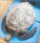  ?? PICTURE / DOC ?? The ailing green turtle that was found at Henderson Bay.