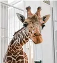  ?? Foto: dpa ?? Giraffen sind erstaunlic­he Tiere. Warum es Tiere gibt, erfährst du hier.