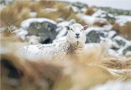  ?? Photo: DAVID WALKER/FAIRFAX NZ ?? Apolar blast bought cold southerlie­s and snow to the Port Hills. Sheep sought shelter from the winds lower down the Huntsbury track.