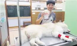  ??  ?? BELOW
Samatcha Thanangtha­nakij has enlisted his husky as a blood donor.