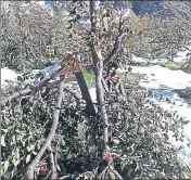  ?? HT PHOTO ?? Apple crops damaged due to snow in Lahaul and Spiti district of Himachal.