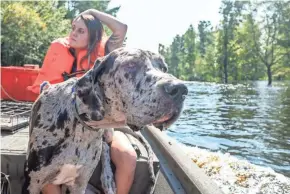  ?? VIA AP JASON LEE/THE SUN NEWS ?? Maria Milligan evacuates her dog “Merl” along with her rabbits and chickens from her home on the Waccamaw River in Conway, S.C., Friday.