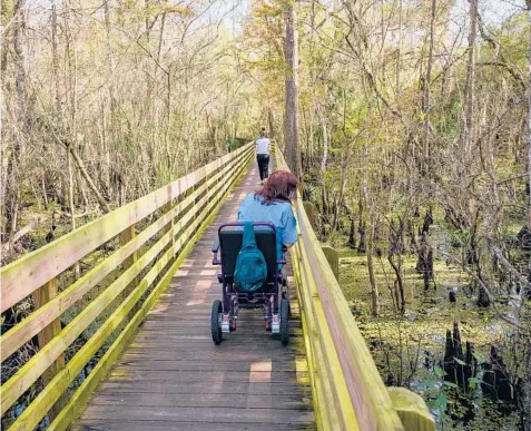  ?? TODD ANDERSON/THE NEW YORK TIMES ?? Vickie Boyer on the boardwalk trail Dec. 3 at Lettuce Lake Conservati­on Park in Tampa, Florida.