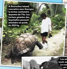  ??  ?? À Desroches Island, rencontre avec Georges, la tortue centenaire doyenne de l’île. Les tortues géantes des Seychelles peuvent atteindre un poids de 300 kg.