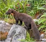  ??  ?? Up to 70cm (28in) long, the pine marten lives in native woodland and rocky hillsides.