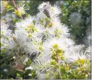  ?? PHOTO/FILE ?? The delicate white ra¯ta¯ can be found in the Aongatete forest.