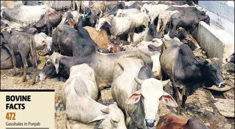  ?? SANJEEV KUMAR/HT ?? Abandoned cows at the Sirki Bazar Gaushala in Bathinda. Over 1 lakh cows are without shelter in the state.
