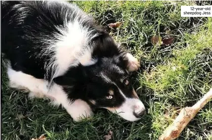  ??  ?? 12-year-old sheepdog Jess