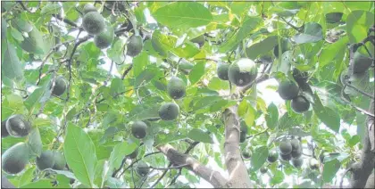  ?? PHOTO / FILE ?? Avocado thefts on the increase in the Western Bay of Plenty.