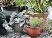  ??  ?? Golden yellow thyme in a teapot, Rex begonia Shadow King in a French pot and snake plant are ready for life outdoors.