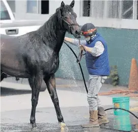  ?? JULIO CORTEZ/AP ?? An exercise rider sprays water on a horse Friday after a workout at Pimlico Race Course.