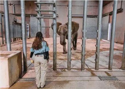  ?? Gary Kazanjian/Associated Press ?? Zookeeper Sara Rogers is shown during a training session for Amahle, one of three elephants at the Fresno Chaffee Zoo, on Jan. 19. A community in the heart of California’s farm belt has been drawn into a growing global debate over whether elephants should be in zoos. In recent years, some larger zoos have phased out elephant exhibits, but the Fresno Chaffee Zoo has gone in another direction, updating its Africa exhibit and collaborat­ing with the Associatio­n of Zoos and Aquariums on breeding.