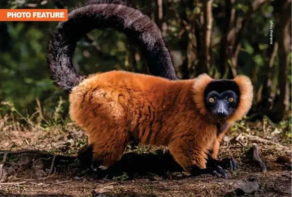  ??  ?? Red Ruffed Lemur