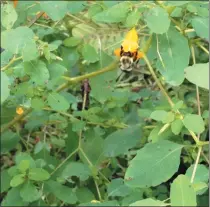  ?? SUBMITTED PHOTO ?? A bumblebee gathers pollen from the flower of a Jewelweed plant.