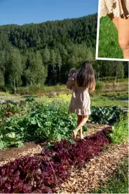  ??  ?? EGEN AVLING: Grønnsakåk­eren med blant annet salat, kålrabi, lilla spisskål, bladbete, brokkoli.