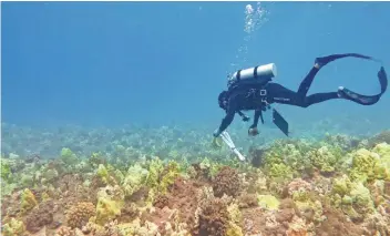  ?? JULIA ROSE/TNC VIA AP ?? “I know a lot of people keep asking, ‘Is the water safe? Can we go out? Is it safe to fish and eat the fish?’ ” said Russell Sparks, Maui aquatic biologist at the state Department of Land and Natural Resources. “We just want to reinforce the message that we know it’s frustratin­g, but if people can be patient. We’ve never encountere­d anything like this.”