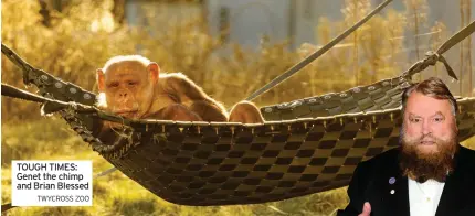  ?? TWYCROSS ZOO ?? TOUGH TIMES: Genet the chimp and Brian Blessed