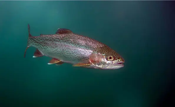  ??  ?? Below: Rainbow trout Oppposite: Fergus Ewing addresses the BTA conference in Stirling