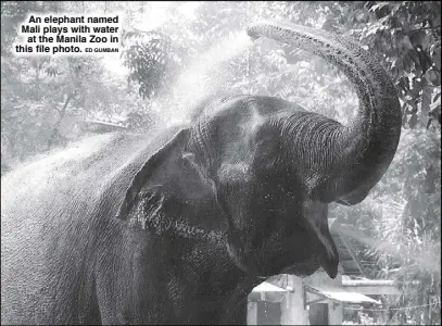  ?? ED GUMBAN ?? An elephant named Mali plays with water at the Manila Zoo in this file photo.