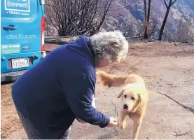  ?? SHAYLA SULLIVAN /ASSOCIATED PRESS ?? Last week, Madison, an Anatolian shepherd who apparently guarded his burned Paradise, Calif., home for nearly a month, approaches his owner, Andrea Gaylord,