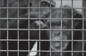  ?? ALAN BERNER/THE SEATTLE TIMES ?? Missy, left, grooms Jamie at the Chimpanzee Sanctuary Northwest. It’s a communal activity that reduces tensions and reinforces bonds.