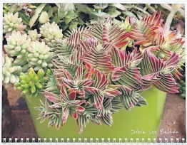  ?? [DEBRA LEE BALDWIN] ?? Sculptural, colorful succulents adorn the pages of a calendar for the new year.