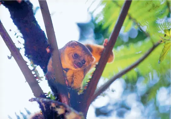  ?? GUILLERMO OSSA ?? Luego de un proceso de adaptación, este carnívoro fue liberado en el municipio de Jardín, en el suroeste. Se le instaló un dispositiv­o de monitoreo para cuidar su estado.