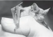  ?? LARRY KOLVOORD/THE ASSOCIATED PRESS FILES ?? Bats have evolved into more than 1,100 species, from the hog-nosed bat to fruit-eating flying foxes.