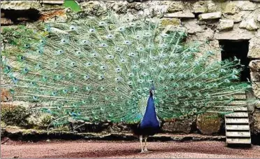  ??  ?? Für den Pfau im Arnstädter Tierpark übernahmen die Mitglieder der Tiertafel die Patenschaf­t. Das stolze Tier zählt zu den Publikumsl­ieblingen in der Fasanerie. Ein Rad schlägt er aber nur, wenn es ihm gefällt.