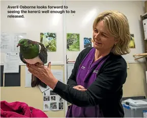  ?? ?? Averil Osborne looks forward to seeing the kererū well enough to be released.