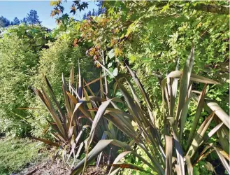  ??  ?? A hedgerow containing a mix of natives and exotics. It provides shade, shelter, habitat, and fodder for livestock, plus forms a privacy barrier.