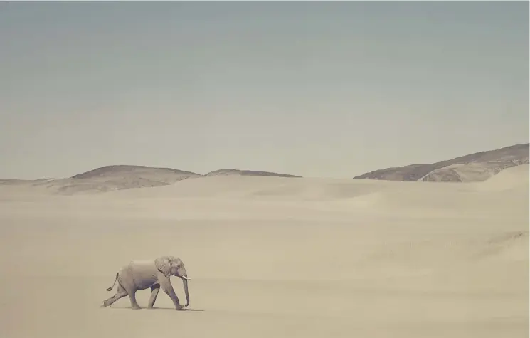  ??  ?? THE SKELETON COAST AND DESERTS OF AFRICA ELEPHANT BULL AND COASTAL DUNES, SKELETON COAST NATIONAL PARK, KAOKOLAND, NAMIBIA The Namibian heat was merciless, like a sword upon an anvil — ‘Earth stands naked. Mountains gather bare-headed like mourners at a wake. Slopes draped with cloaks of jumbled black boulders.’ The couple had only seen one desert elephant before this trip. After many days of tracking spoor they spotted a distant herd of elephants in an area denied to travellers. Just when the Pickfords were about to give up hope of seeing them any closer, the herd of 18 walked up a dry river bed. A lone female passed within 2m, so close that it left a mark on the bull bar of their Land Rover. Desert elephants survive by eating moisture-laden vegetation growing in riverbeds, and can go several days without drinking water. They destroy fewer trees than elephants living in higher rainfall areas in other parts of Africa.